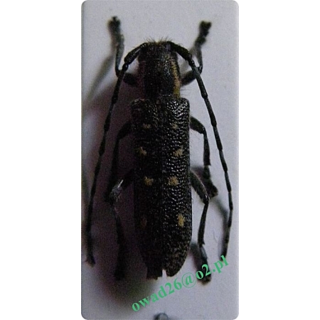 Saperda populnea (Linnaeus, 1758) Rzemlik osikowiec